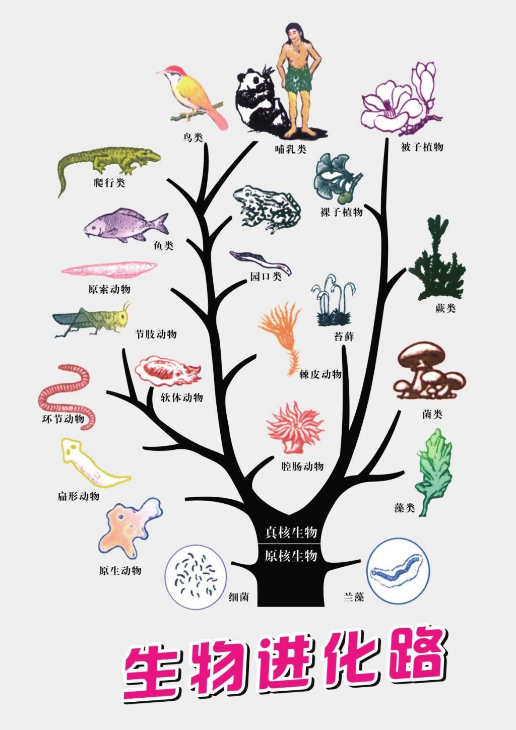 生物进化树示意图(图片来源于网络