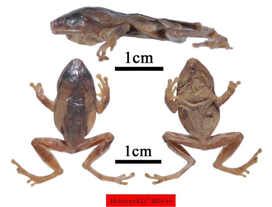 两栖爬行类模式标本----昆明动物博物馆