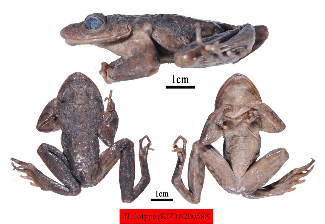 两栖爬行类模式标本----昆明动物博物馆