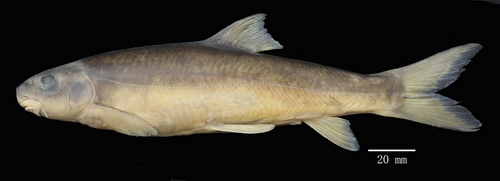 伊洛瓦底江水系发现裂腹鱼属两新种